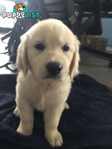 Golden Retriever Puppies