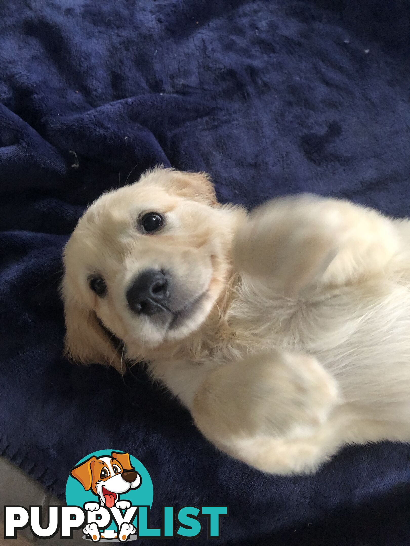 Golden Retriever Puppies