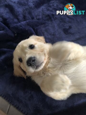 Golden Retriever Puppies