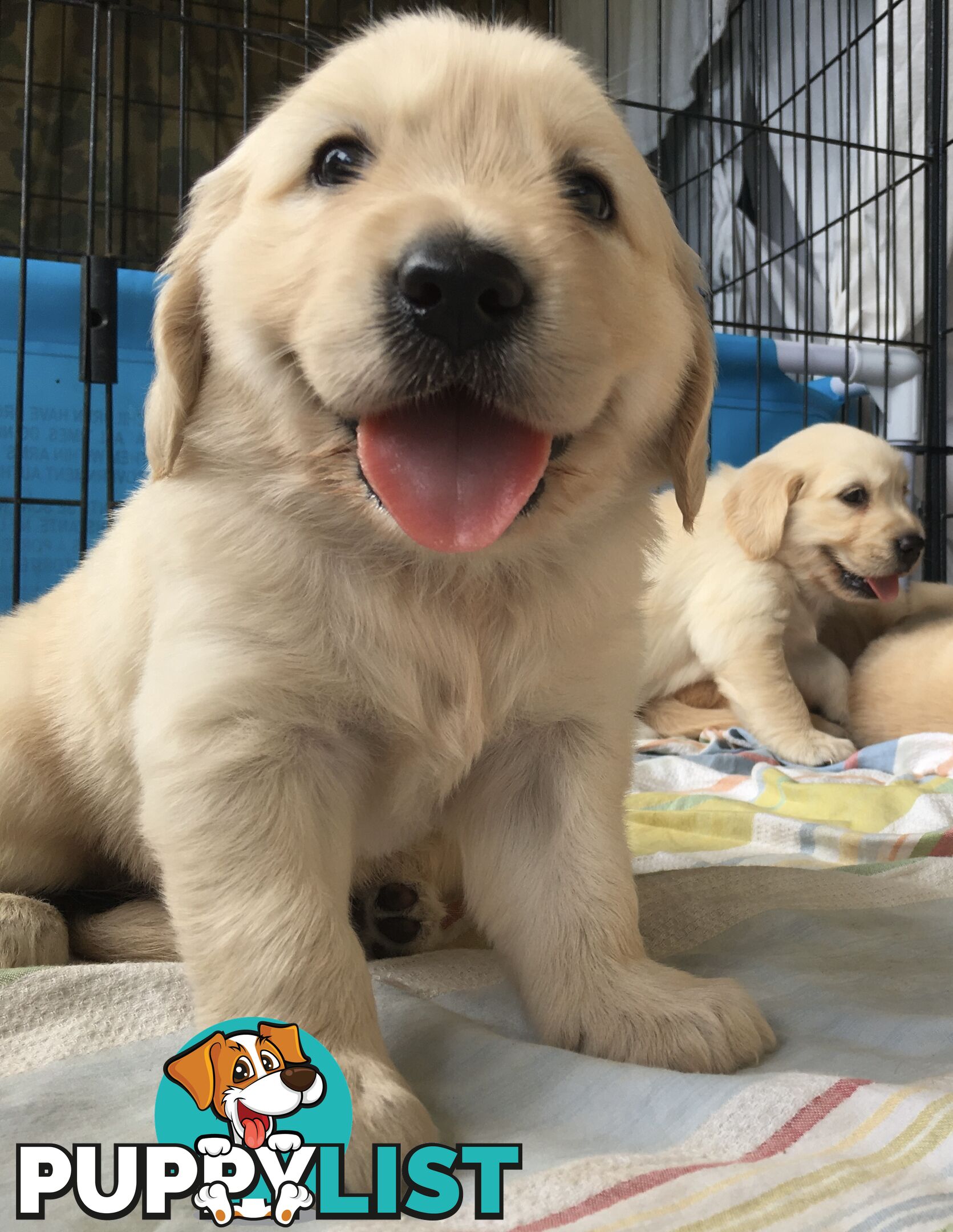 Golden Retriever Puppies