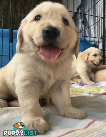 Golden Retriever Puppies