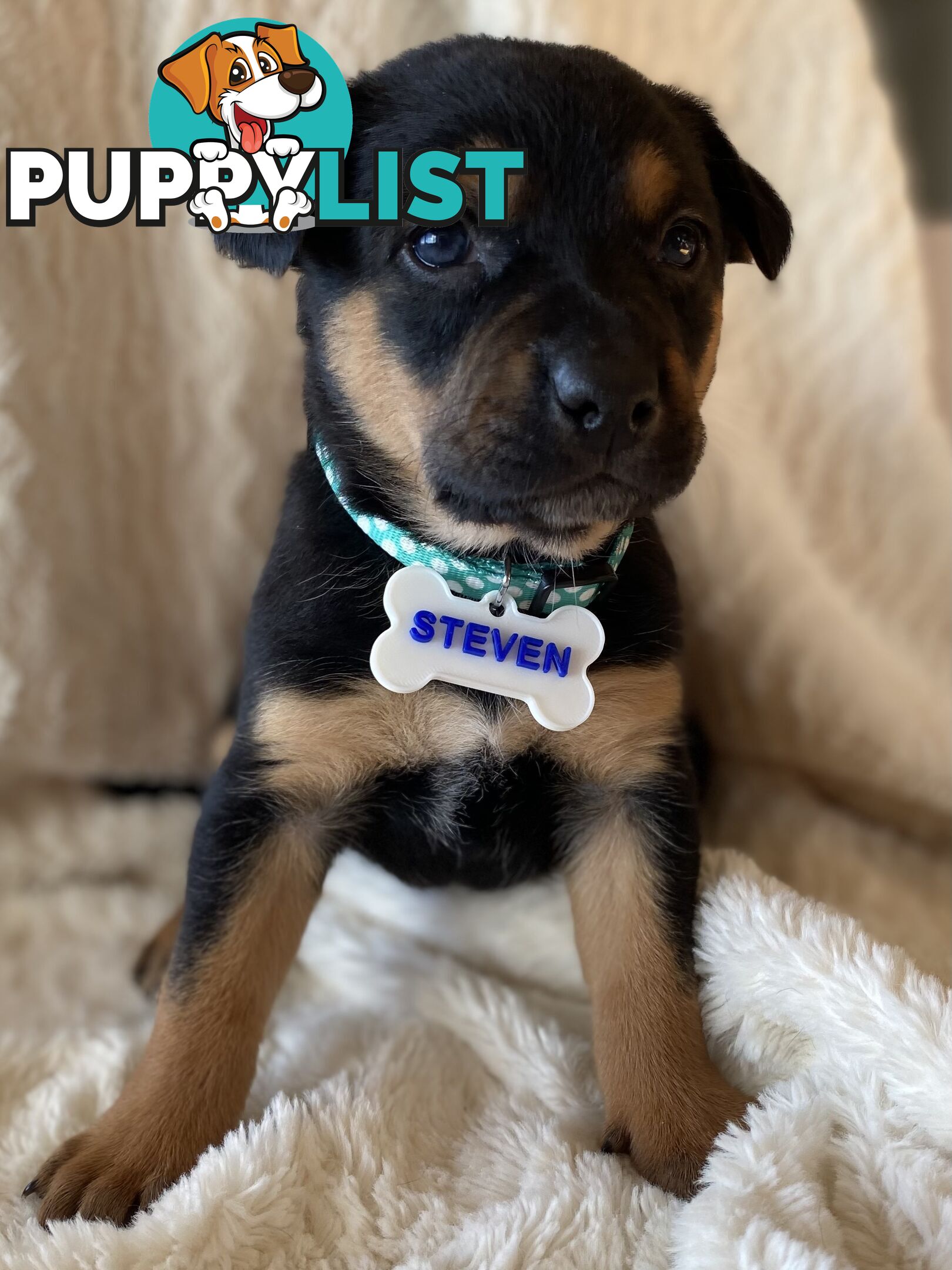 Beautiful Kelpie x Cattle Dog Puppies