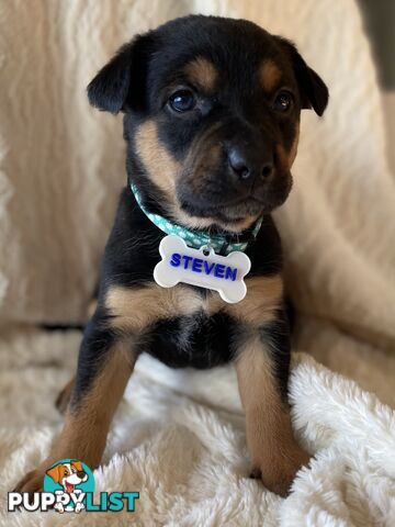 Beautiful Kelpie x Cattle Dog Puppies