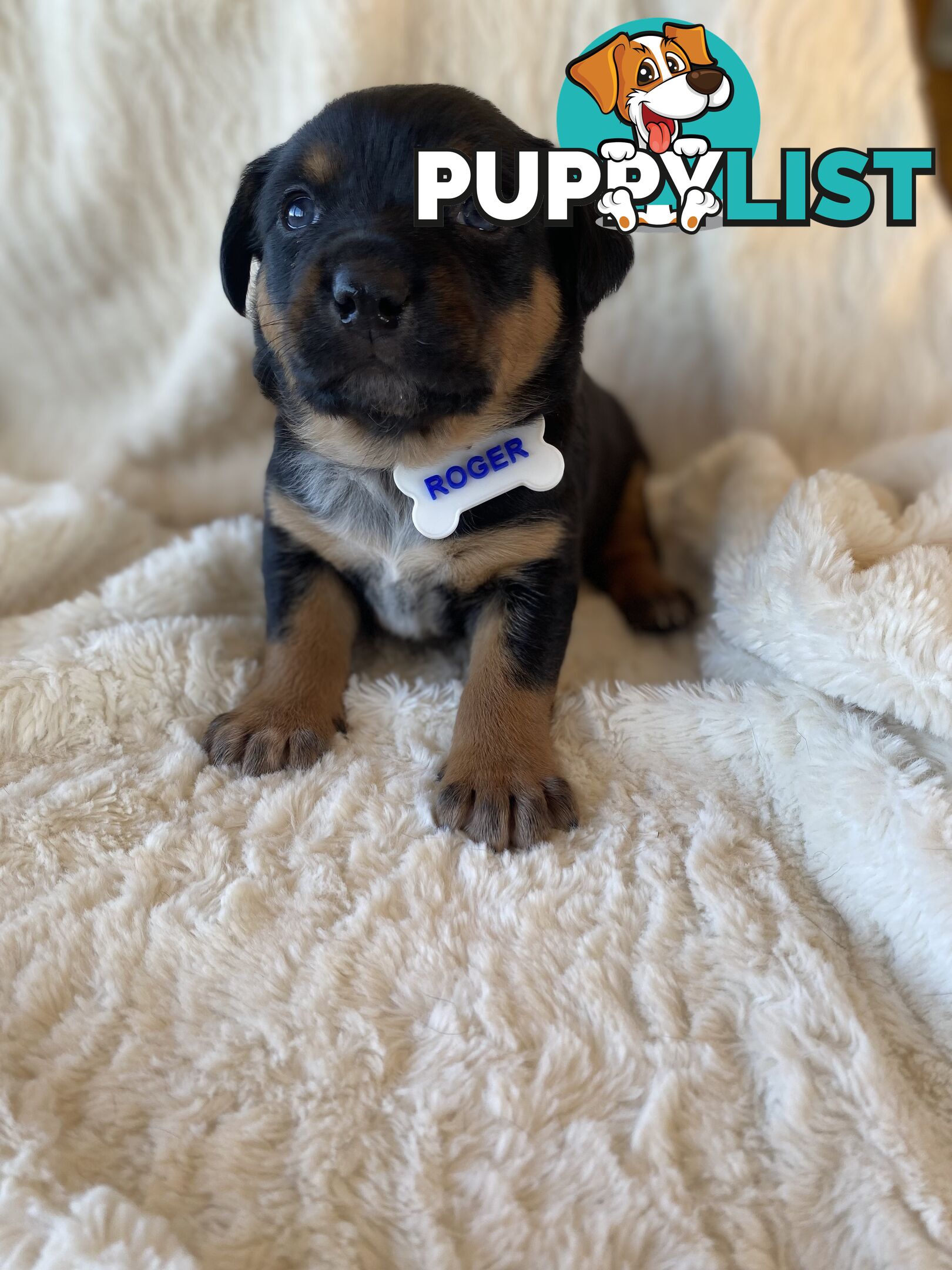 Beautiful Kelpie x Cattle Dog Puppies