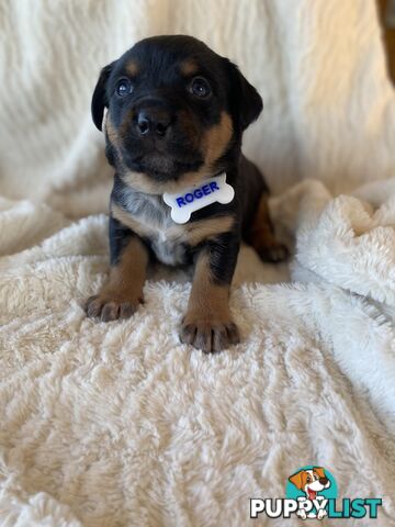 Beautiful Kelpie x Cattle Dog Puppies