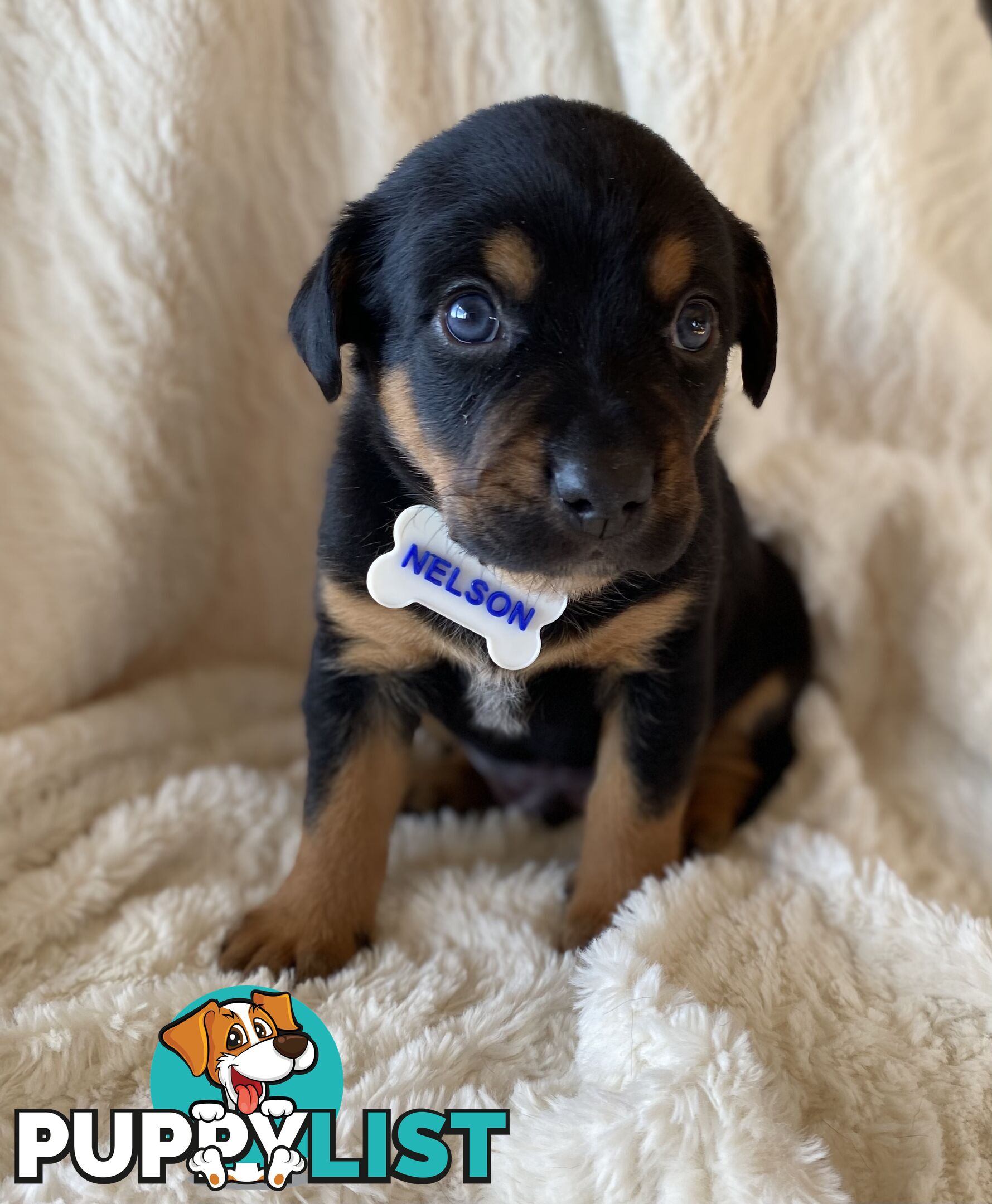 Beautiful Kelpie x Cattle Dog Puppies