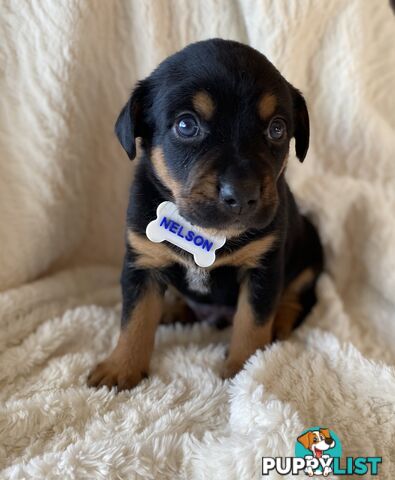 Beautiful Kelpie x Cattle Dog Puppies