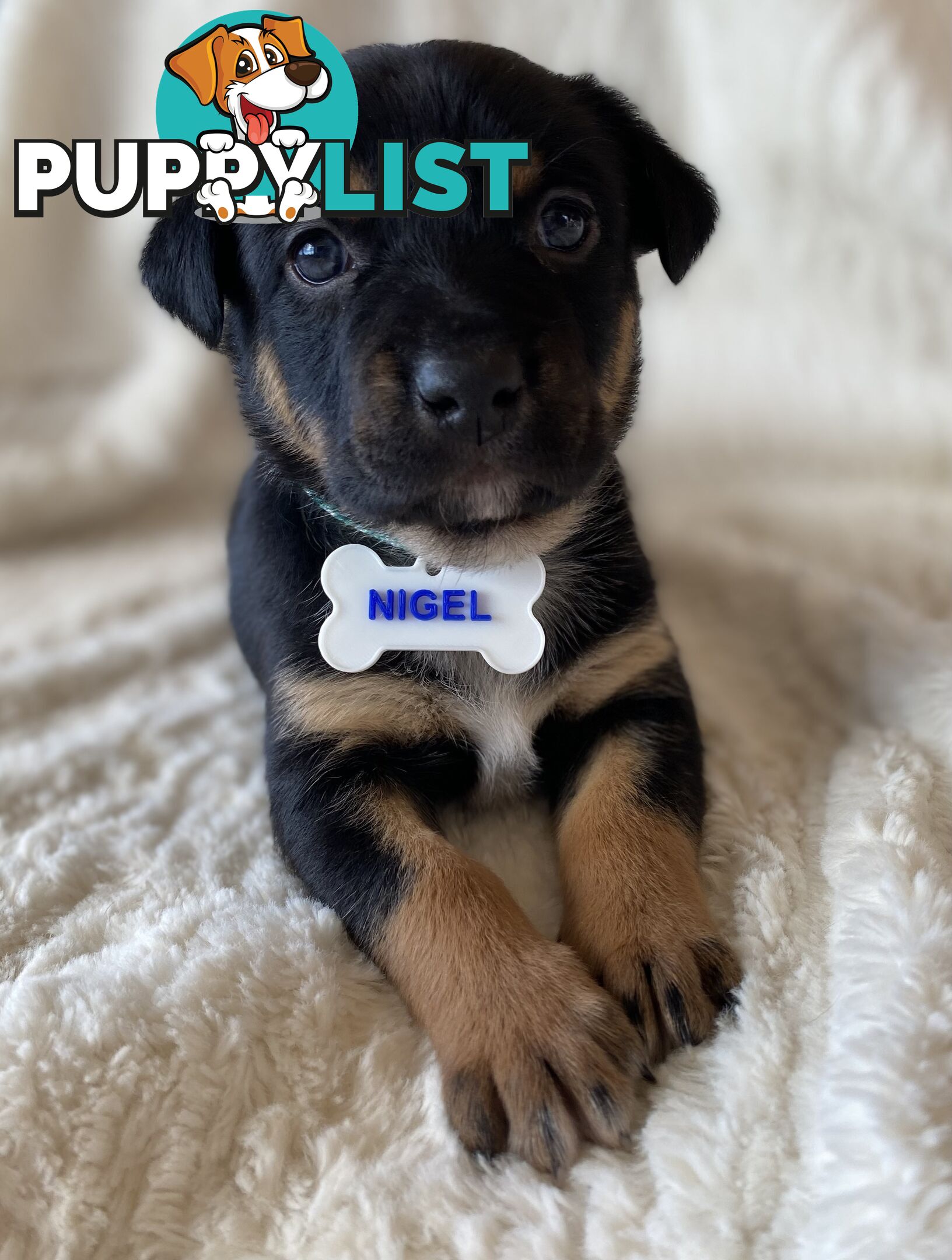 Beautiful Kelpie x Cattle Dog Puppies