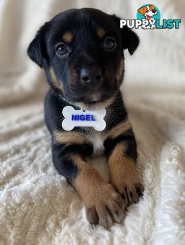 Beautiful Kelpie x Cattle Dog Puppies