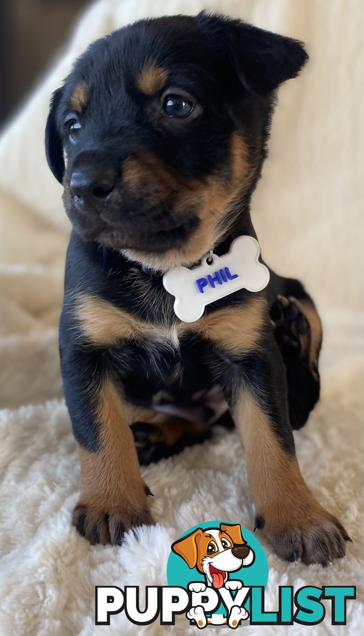 Beautiful Kelpie x Cattle Dog Puppies