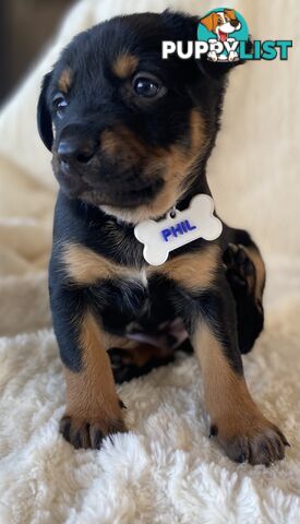 Beautiful Kelpie x Cattle Dog Puppies