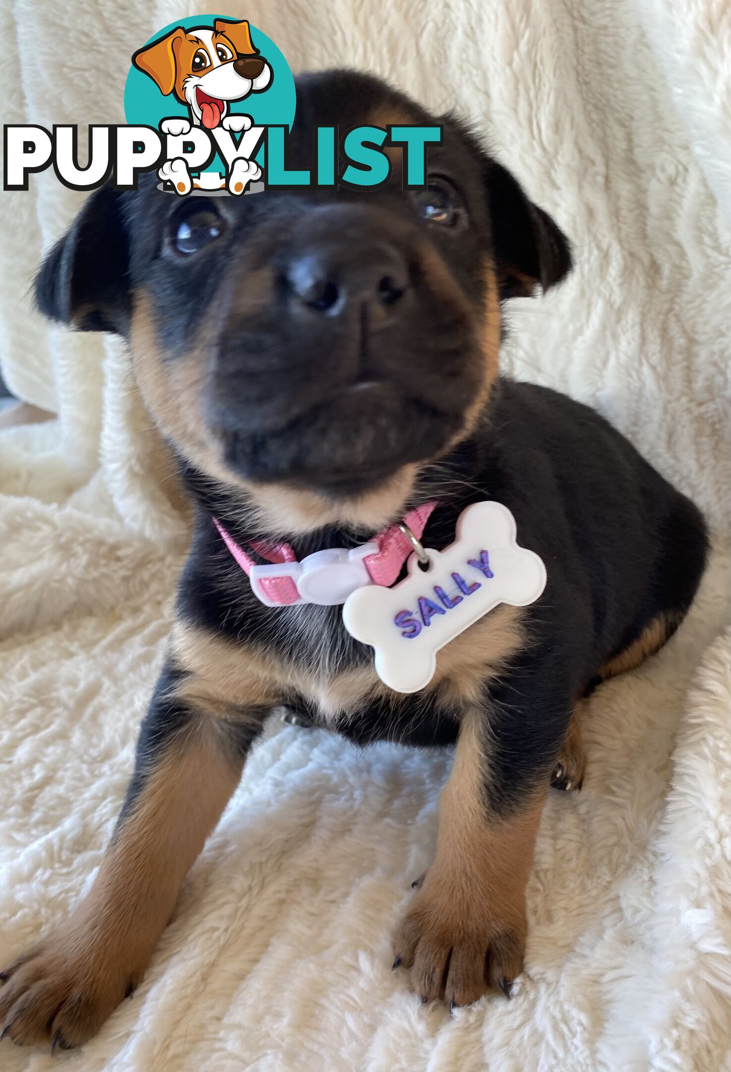 Beautiful Kelpie x Cattle Dog Puppies