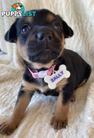 Beautiful Kelpie x Cattle Dog Puppies