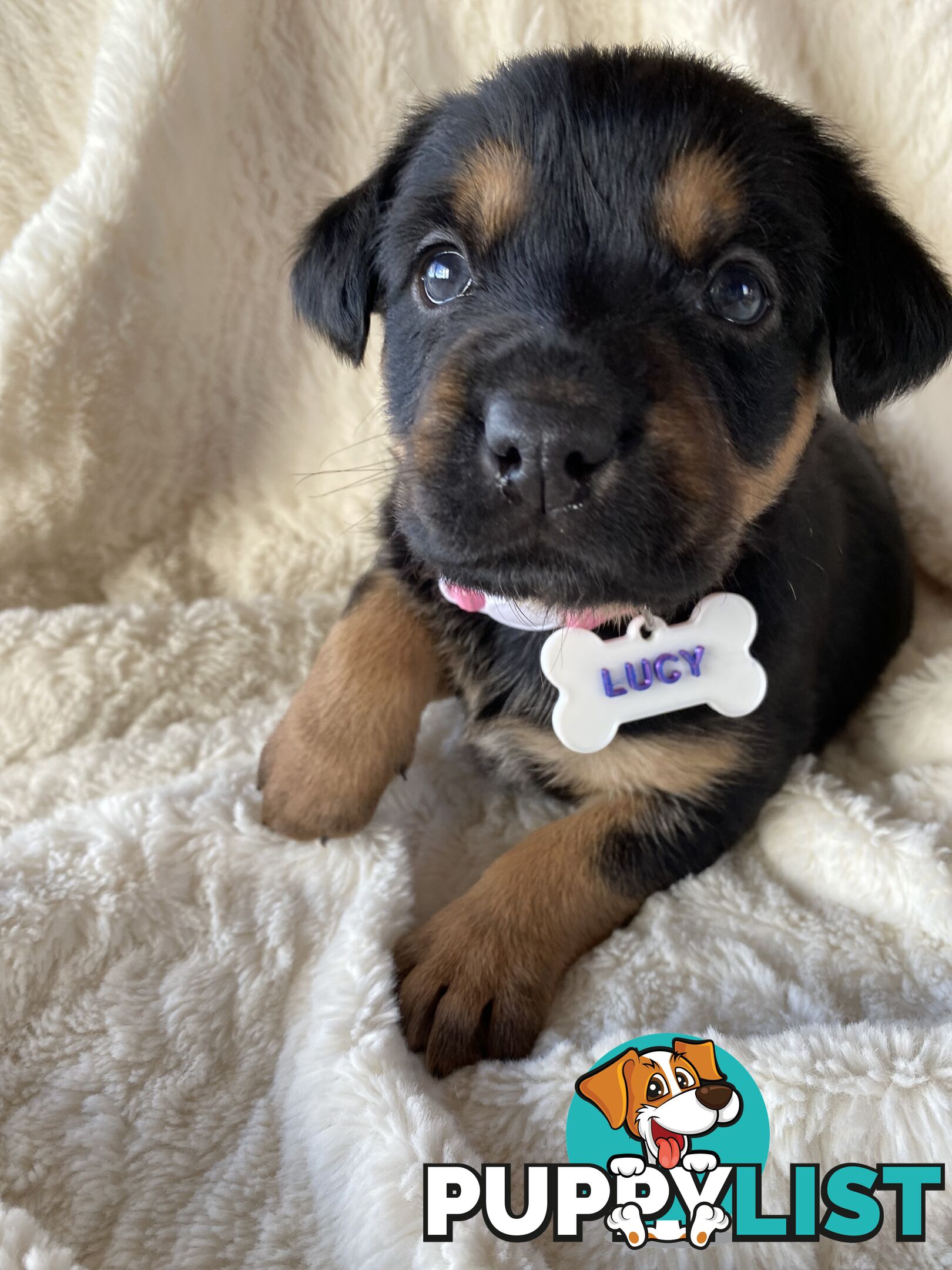 Beautiful Kelpie x Cattle Dog Puppies