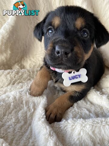 Beautiful Kelpie x Cattle Dog Puppies