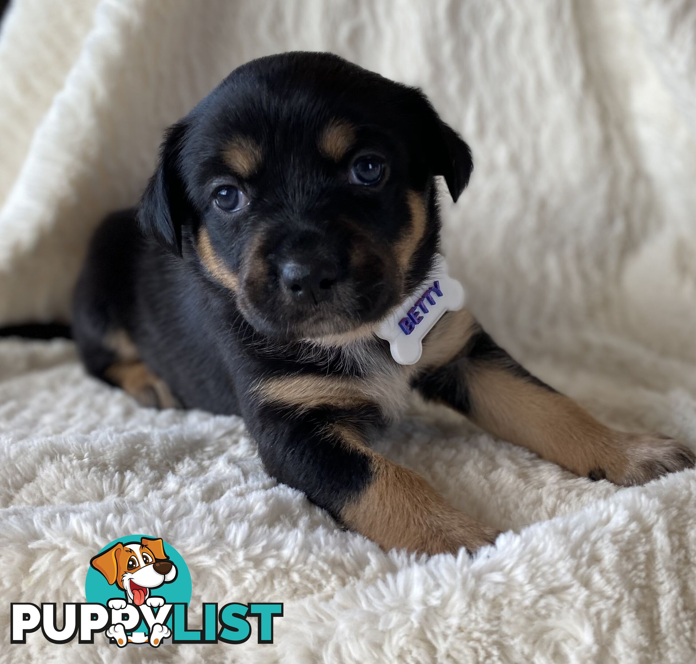 Beautiful Kelpie x Cattle Dog Puppies