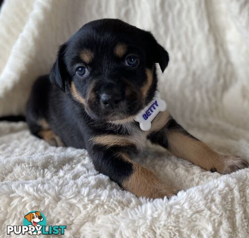 Beautiful Kelpie x Cattle Dog Puppies