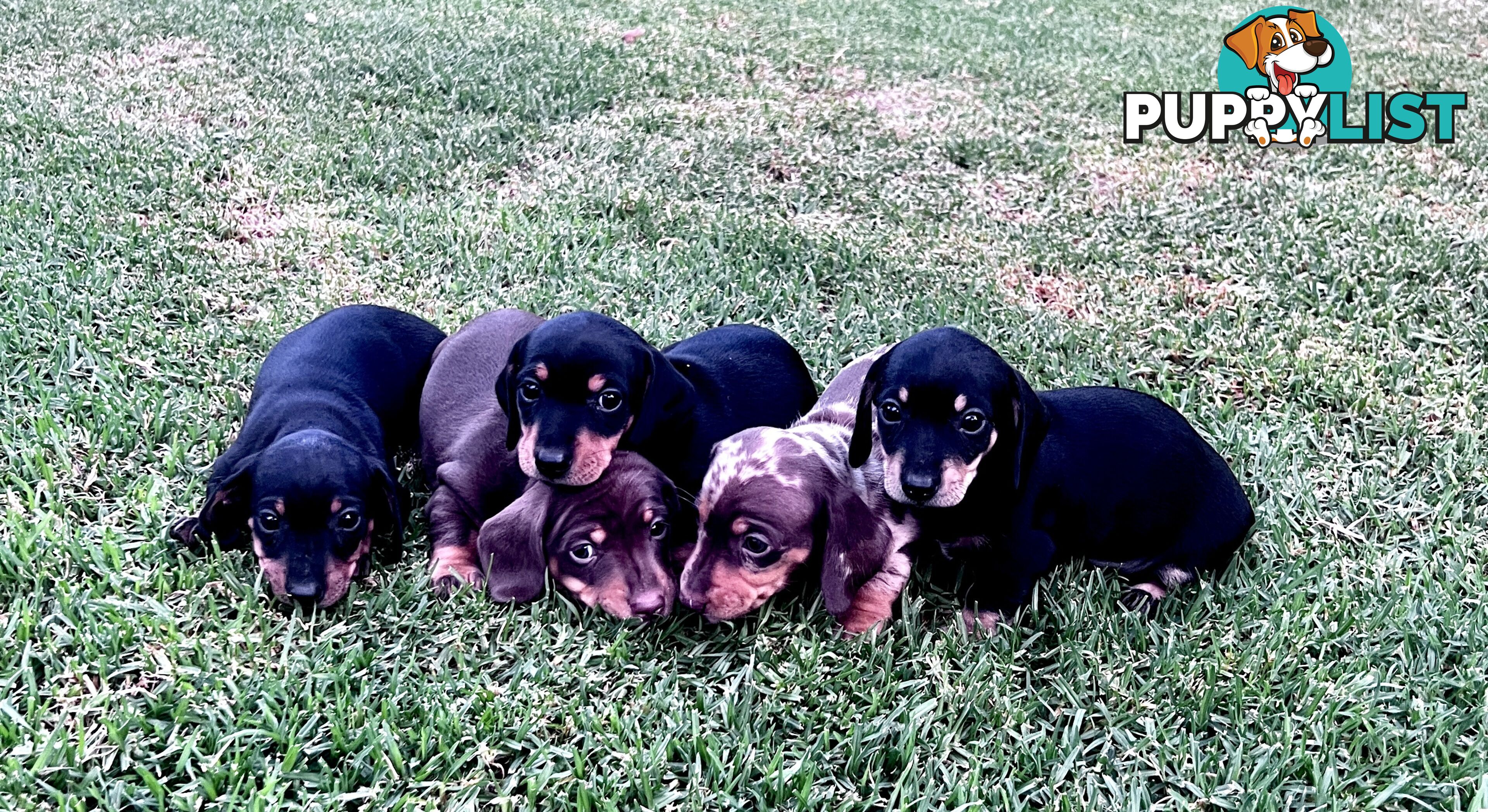 Miniature dachshund puppies