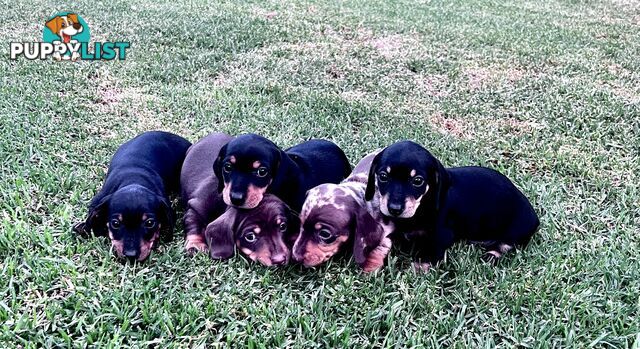 Miniature dachshund puppies