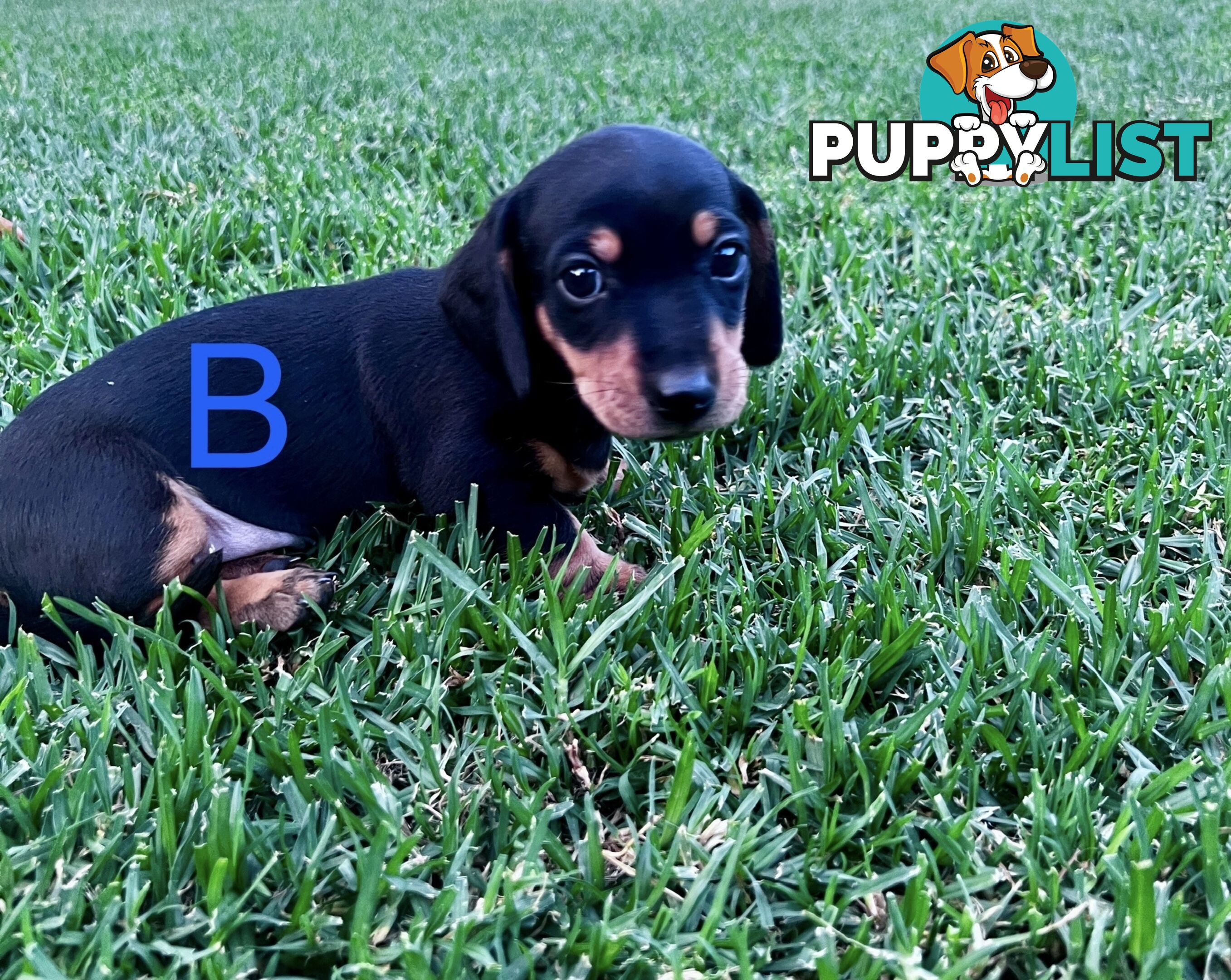 Miniature dachshund puppies