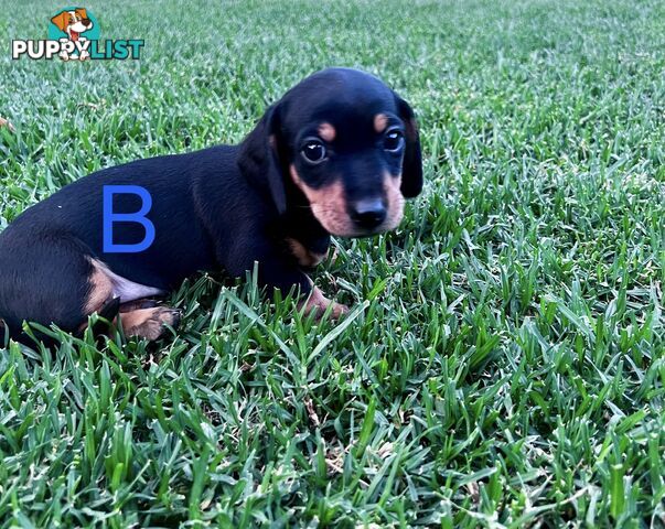 Miniature dachshund puppies