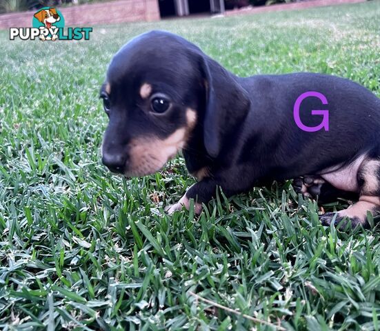 Miniature dachshund puppies