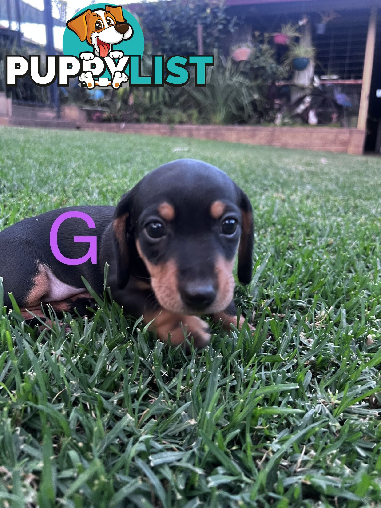 Miniature dachshund puppies