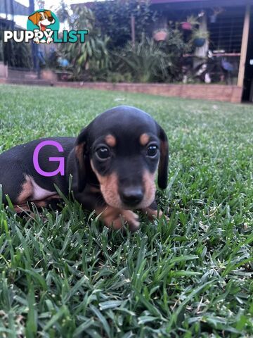 Miniature dachshund puppies