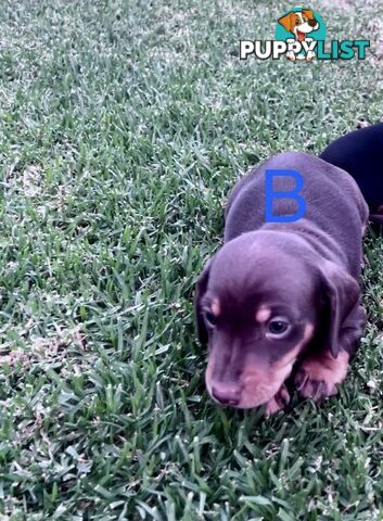 Miniature dachshund puppies