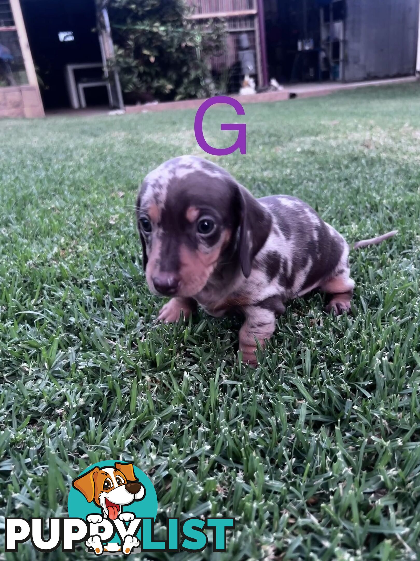 Miniature dachshund puppies