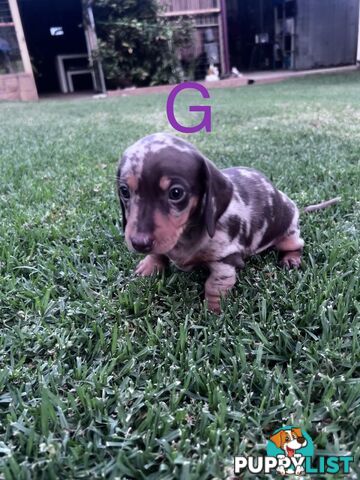 Miniature dachshund puppies