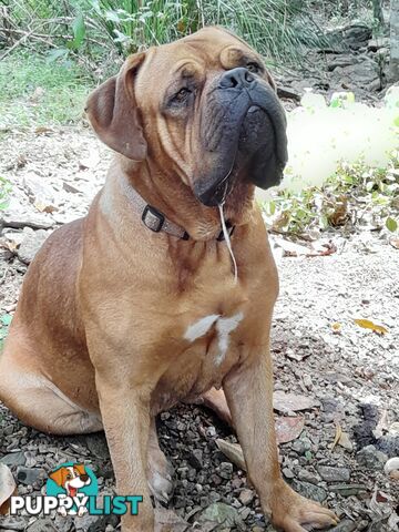 Dogue De Bordeaux