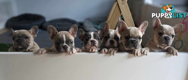 REDUCED PRICE!!!!! Purebred French Bulldog Puppies