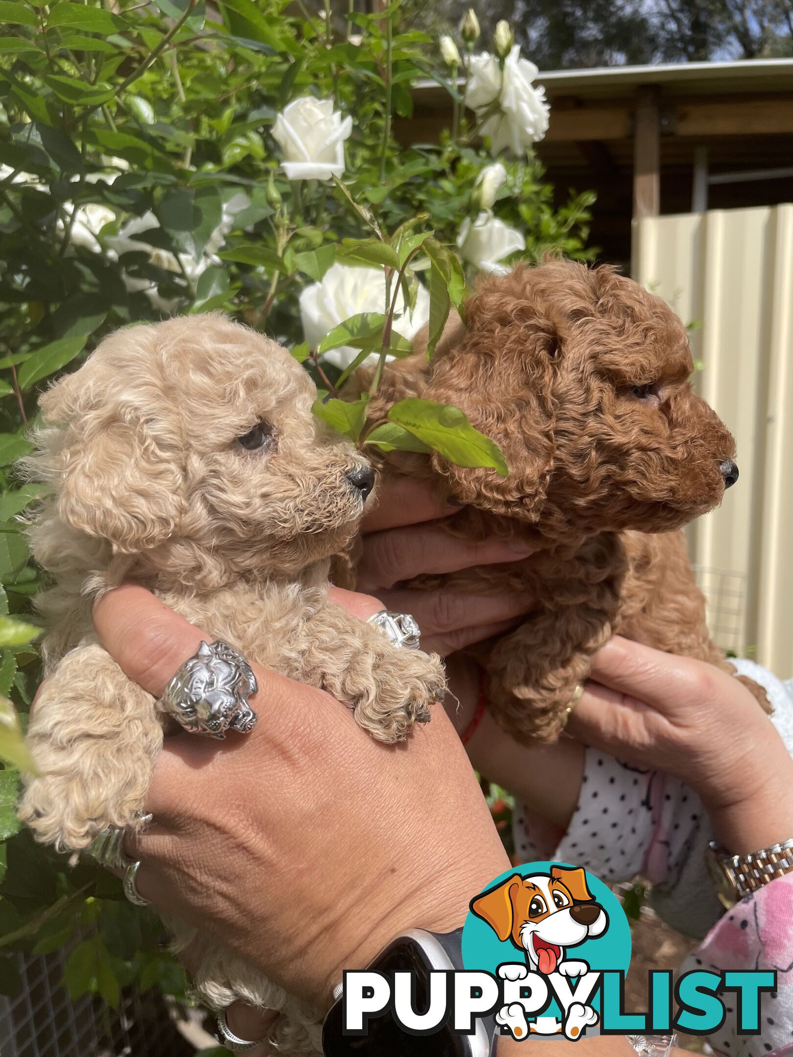 Pure Breed Toy poodles LOOKING FOR NEW HOME