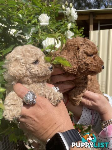 Pure Breed Toy poodles LOOKING FOR NEW HOME