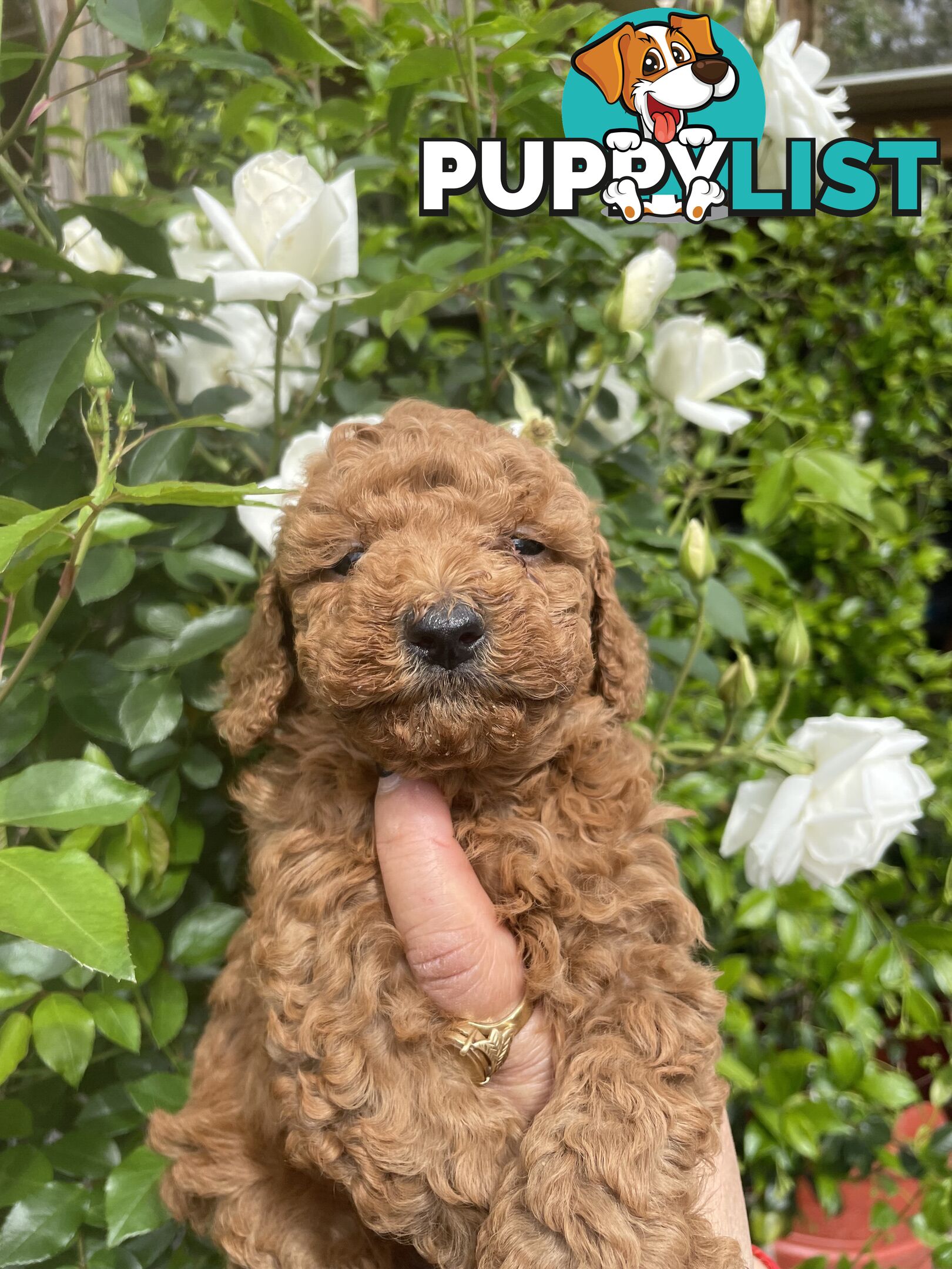 Pure Breed Toy poodles LOOKING FOR NEW HOME