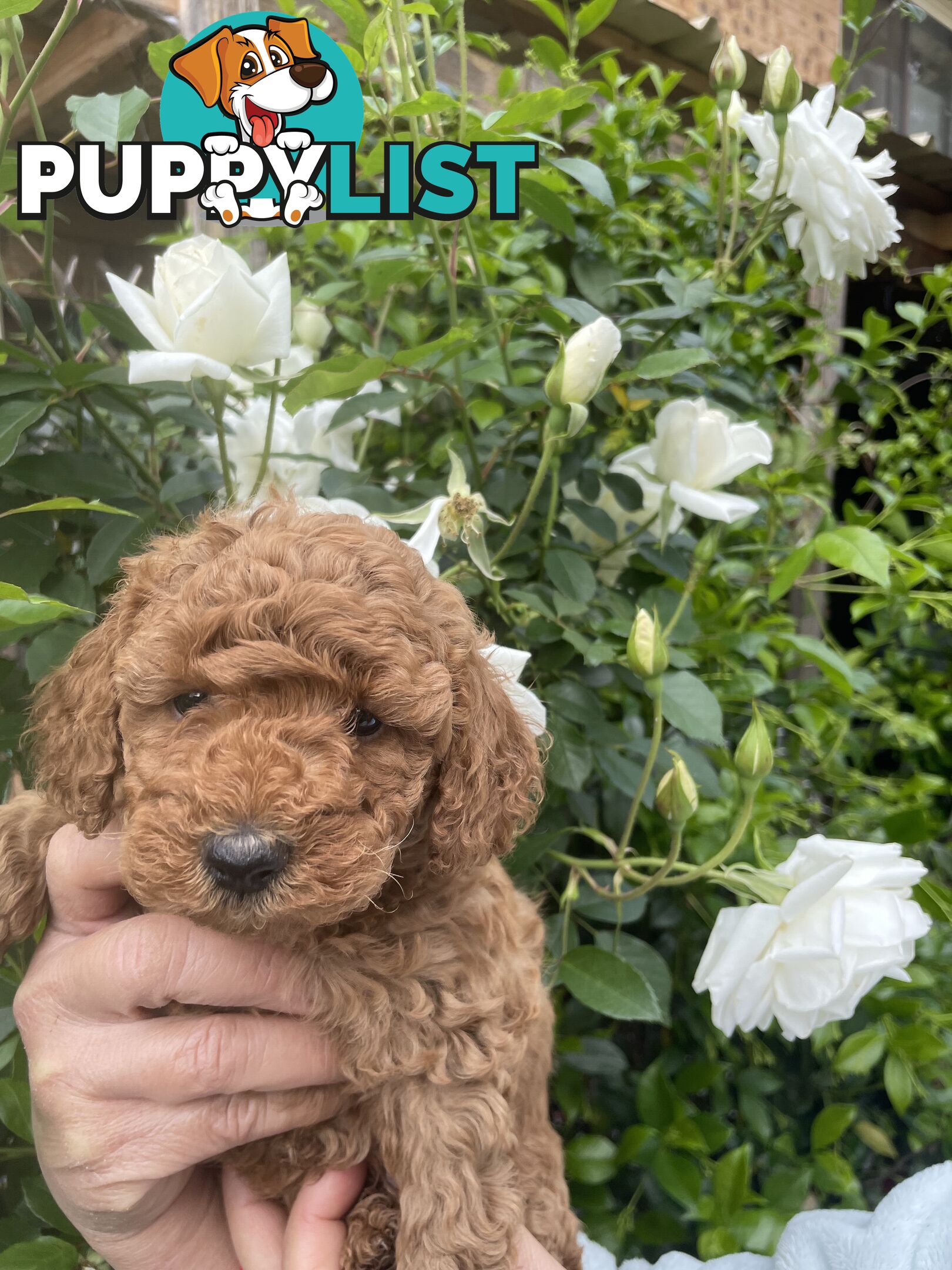 Pure Breed Toy poodles LOOKING FOR NEW HOME