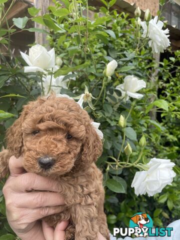 Pure Breed Toy poodles LOOKING FOR NEW HOME