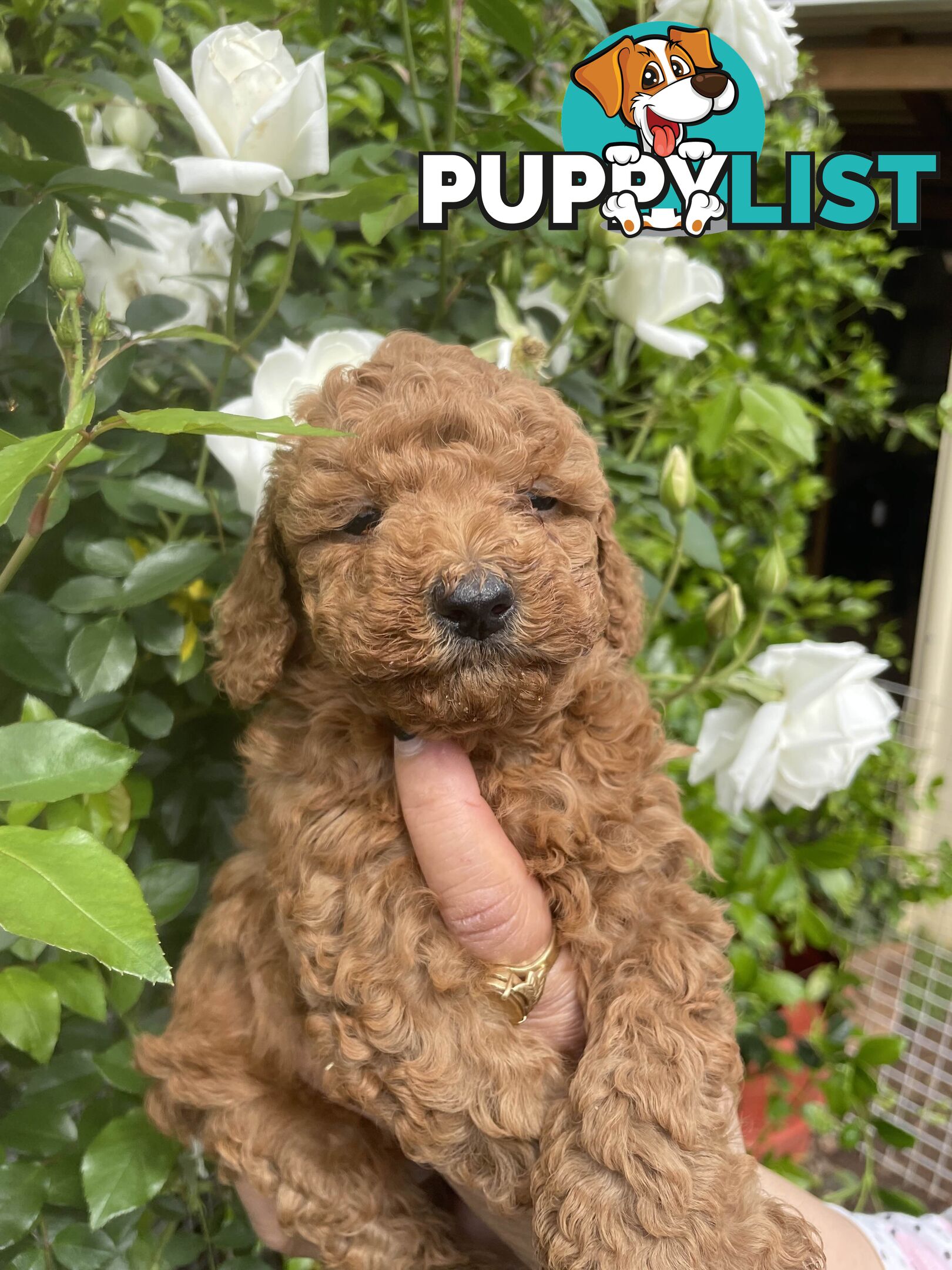 Pure Breed Toy poodles LOOKING FOR NEW HOME