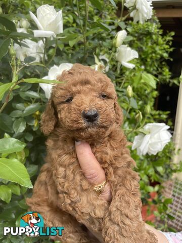 Pure Breed Toy poodles LOOKING FOR NEW HOME