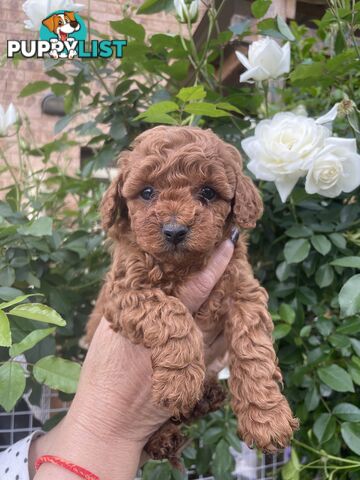 Pure Breed Toy poodles LOOKING FOR NEW HOME