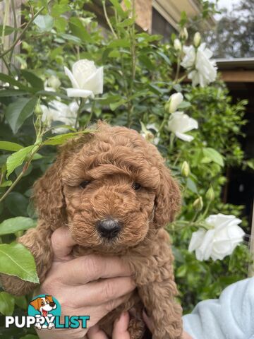 Pure Breed Toy poodles LOOKING FOR NEW HOME