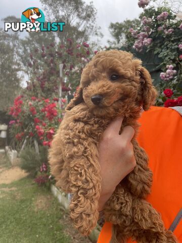 Male Toy Poodle