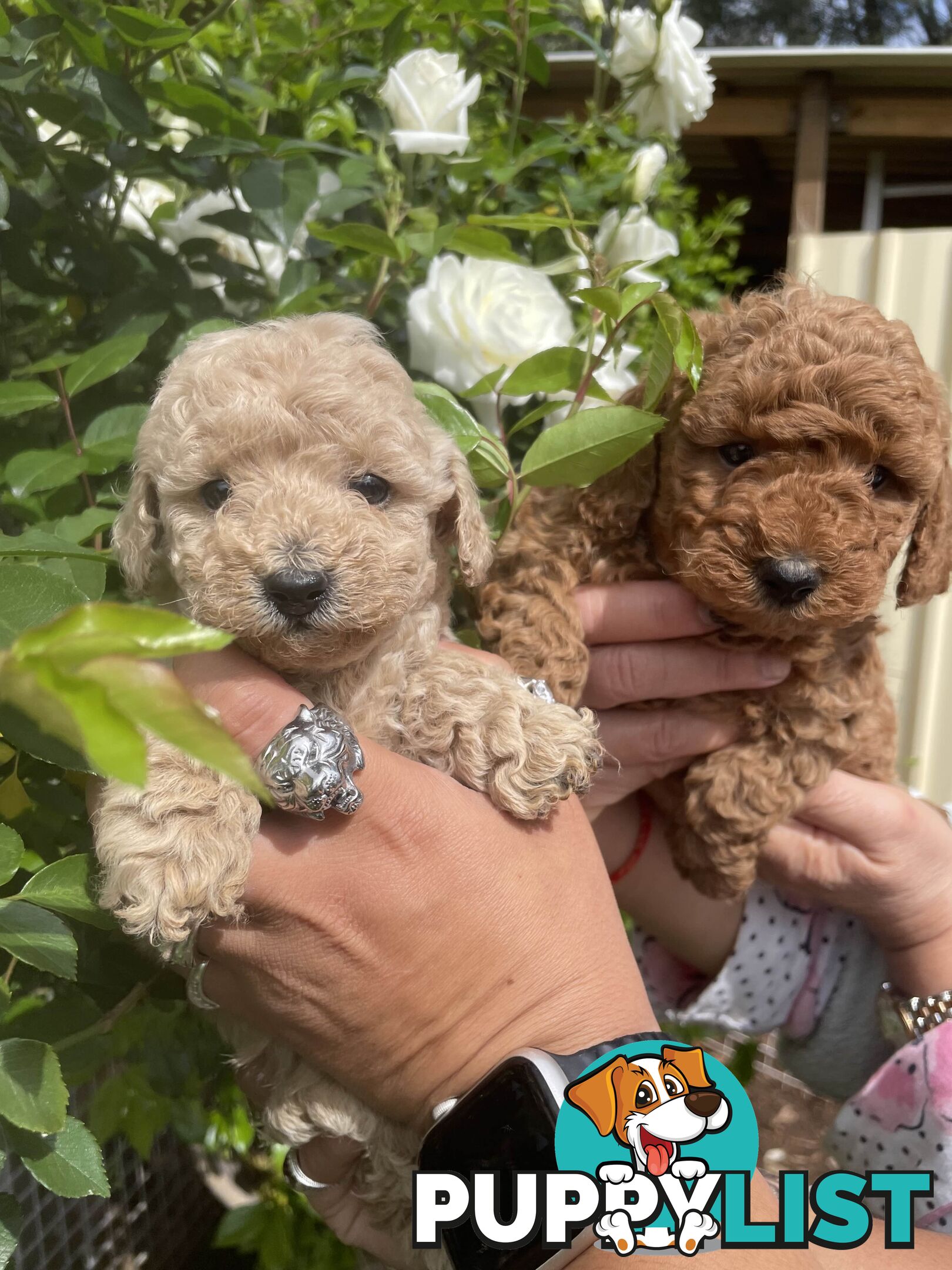 Pure Breed Toy poodles LOOKING FOR NEW HOME