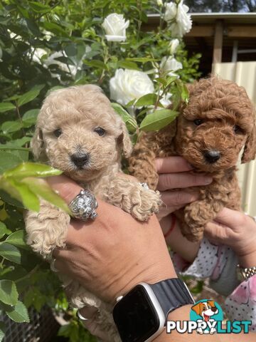 Pure Breed Toy poodles LOOKING FOR NEW HOME