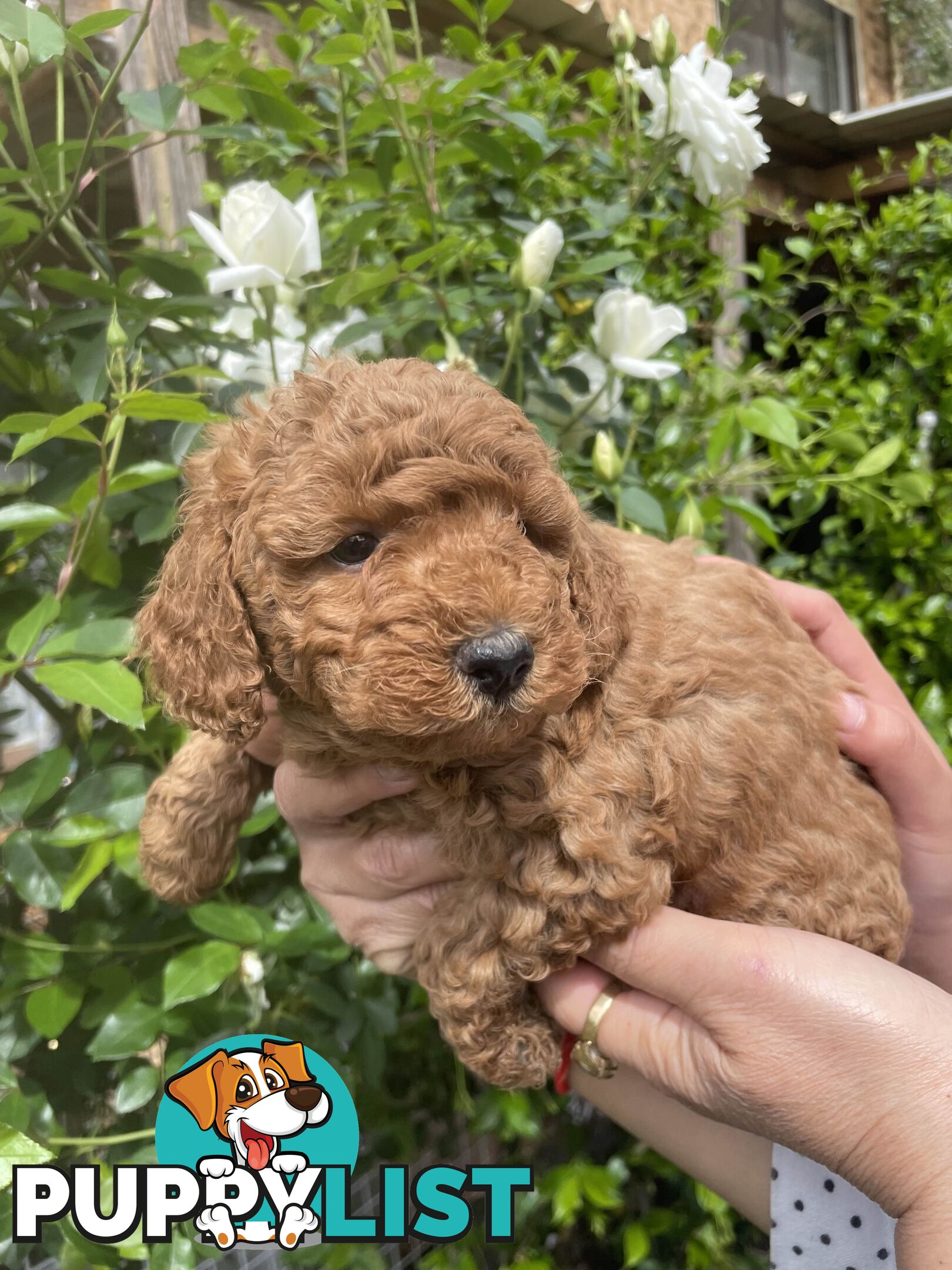 Pure Breed Toy poodles LOOKING FOR NEW HOME