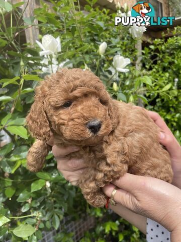 Pure Breed Toy poodles LOOKING FOR NEW HOME