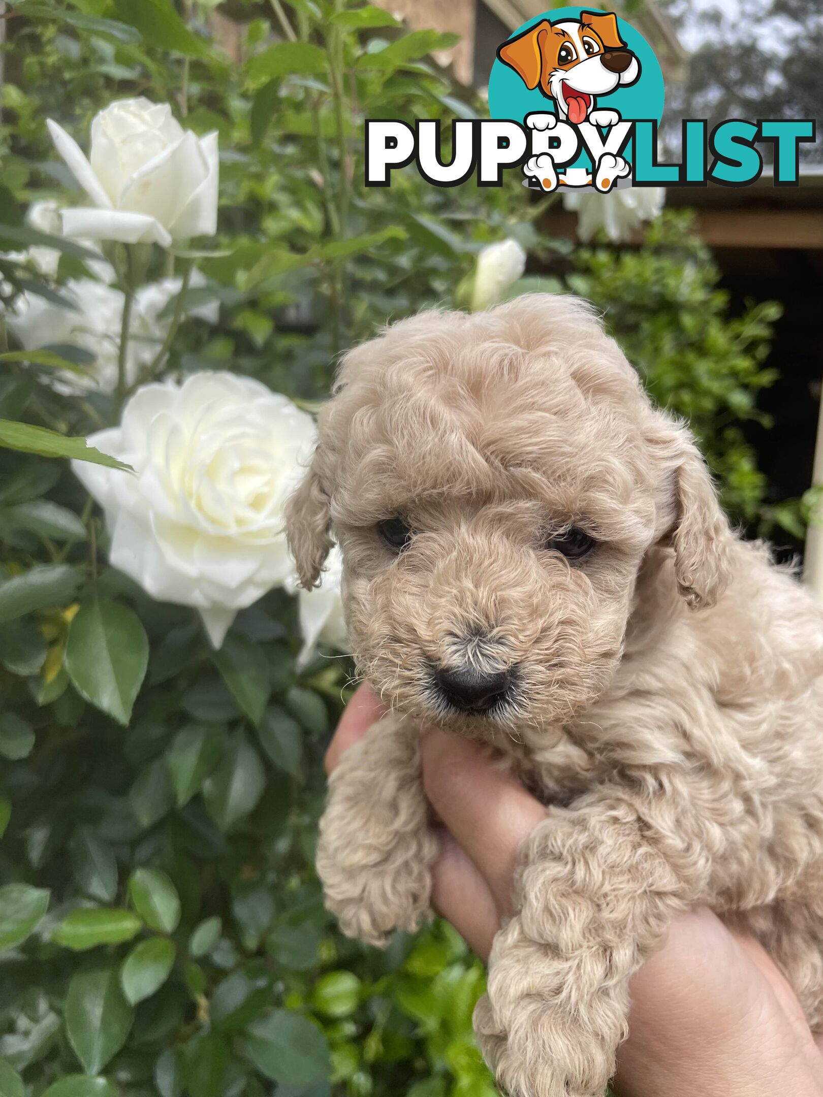 Pure Breed Toy poodles LOOKING FOR NEW HOME