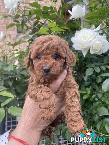 Pure Breed Toy poodles LOOKING FOR NEW HOME