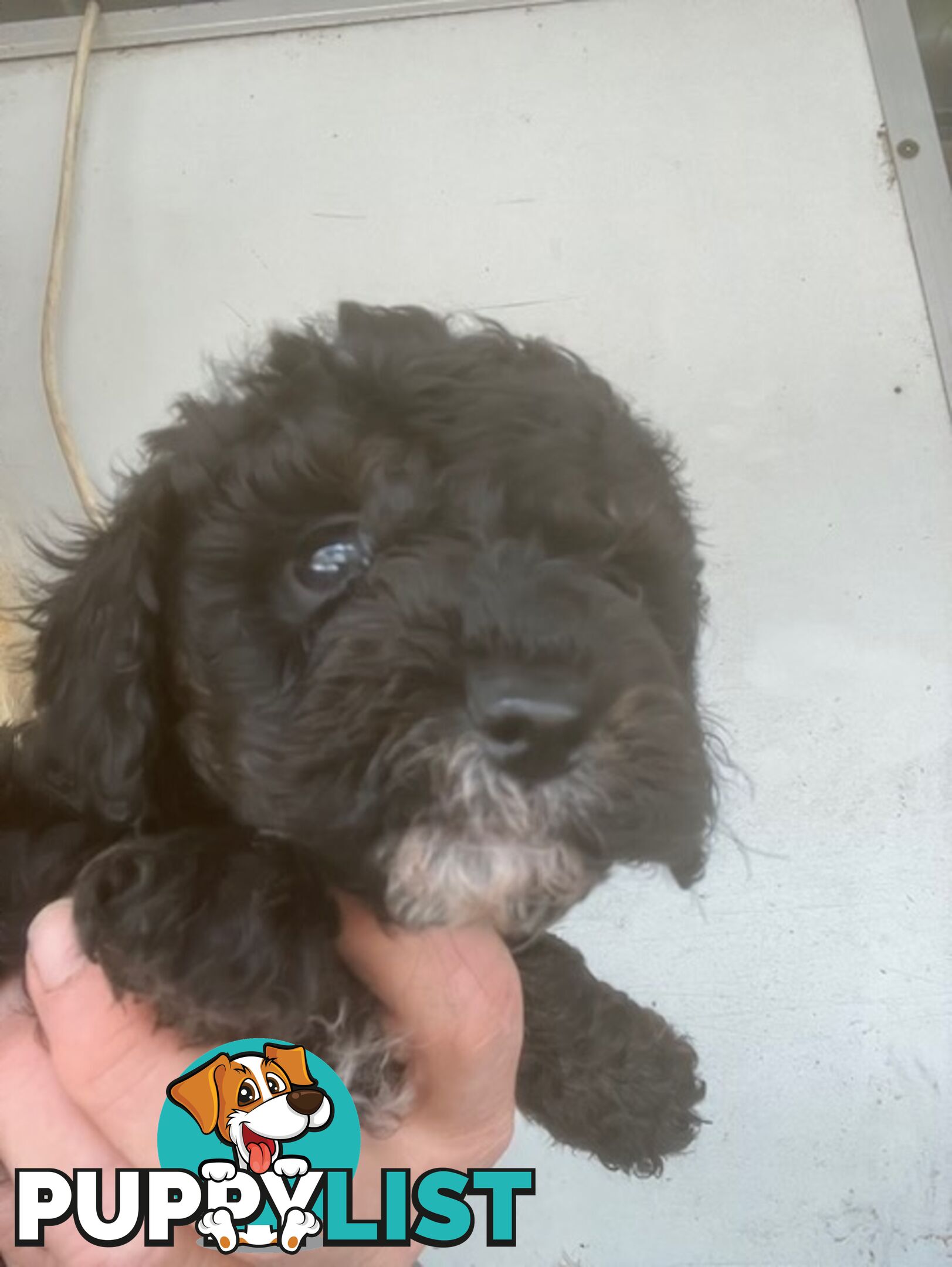 cavoodle male pup dna clear registered breeder